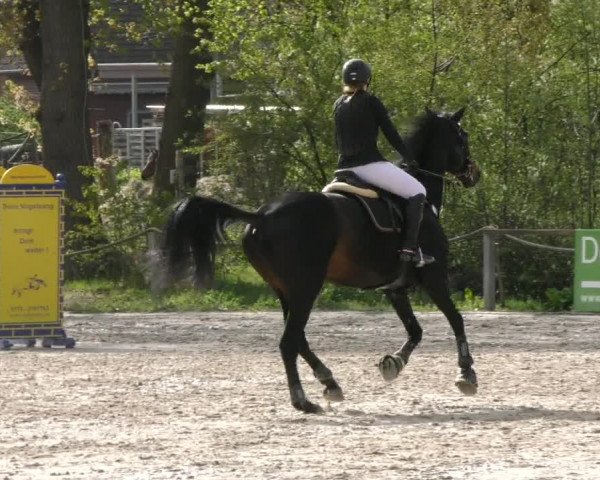 Reitturnier Handorf 2023