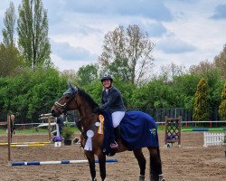 Springpferd Findet Dori (KWPN (Niederländisches Warmblut), 2008, von Indorado)