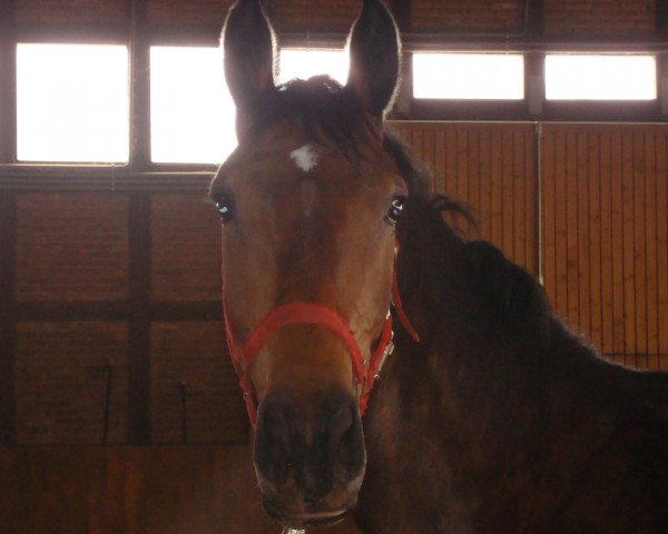 Pferd Calla 30 (Oldenburger Springpferd, 2005, von Caretello B)