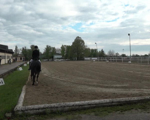 Reitturnier Kottingbrunn 2023