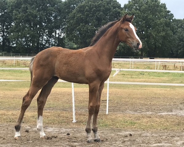 Springpferd Louie 16 (Oldenburger, 2018, von Lordanos)