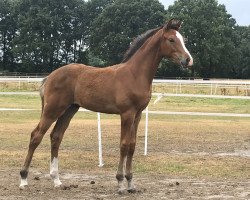 Springpferd Louie 16 (Oldenburger, 2018, von Lordanos)