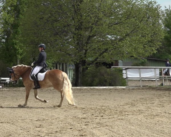 Reitturnier Kottingbrunn 2023