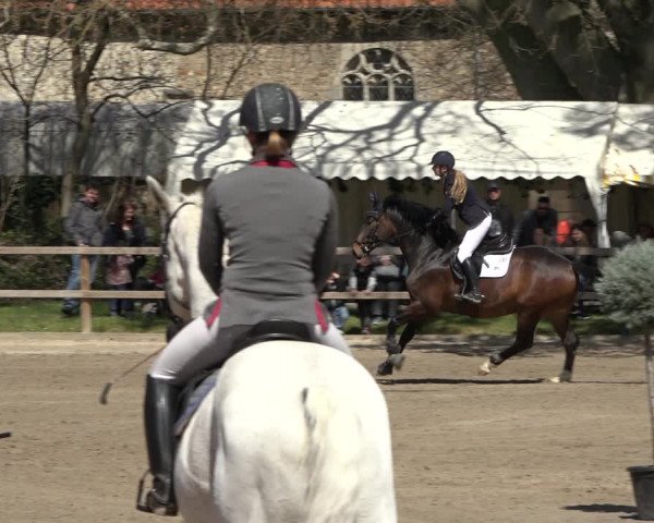 Reitturnier Hildesheim-Steuerwald 2023