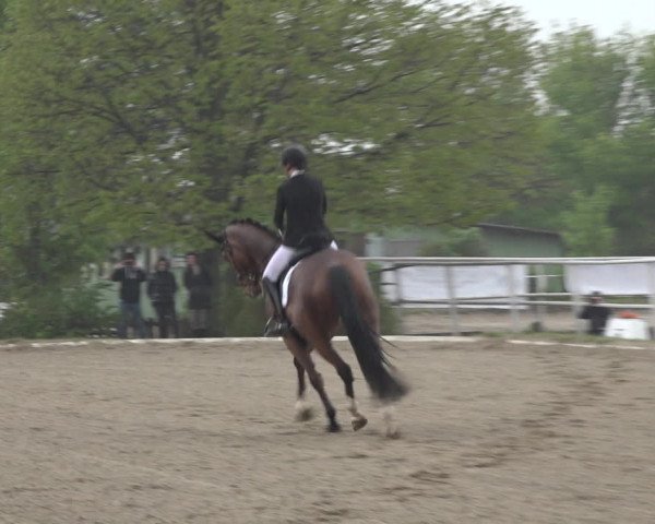 Reitturnier Kottingbrunn 2023