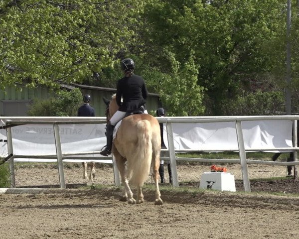 Reitturnier Kottingbrunn 2023