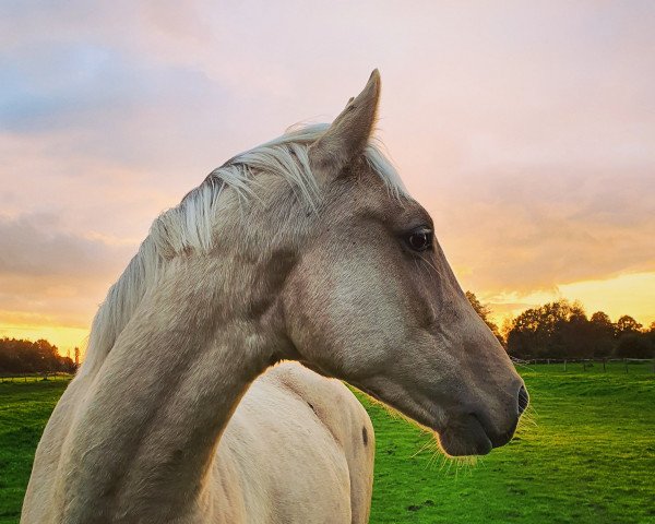 Pferd Findigo MD (Rheinländer, 2019, von Finnigan)
