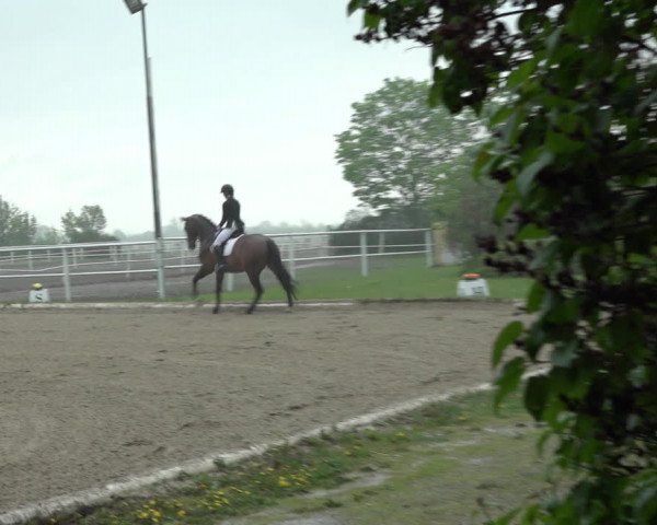 Reitturnier Kottingbrunn 2023