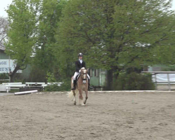 Reitturnier Kottingbrunn 2023