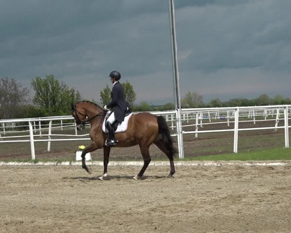 Reitturnier Kottingbrunn 2023