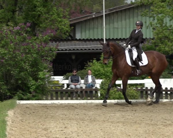 Reitturnier Kottingbrunn 2023