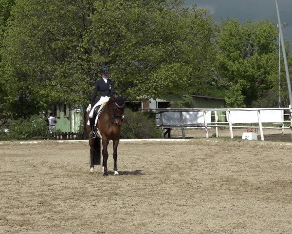 Reitturnier Kottingbrunn 2023