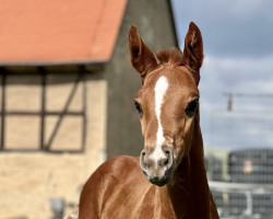 stallion Abraxans Florisdream (Oldenburg, 2023, from Fuechtels Floriscount OLD)