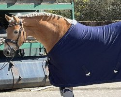 dressage horse Areeno (Haflinger, 2018, from Alphonso)
