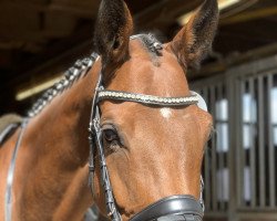 jumper Cascaya CH (Swiss Warmblood, 2014, from Casalito)