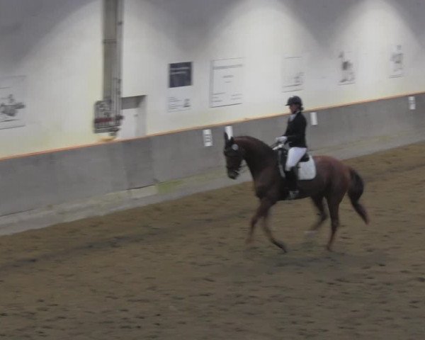 Reitturnier Dallgow 2021