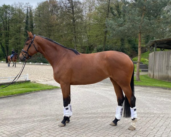 horse Elisa (Oldenburg, 2019, from Escolar)