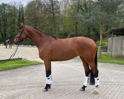 Pferd Elisa (Oldenburger, 2019, von Escolar)