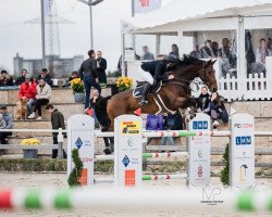 Springpferd Catu Vom Auhof (Holsteiner, 2013, von Catoo)