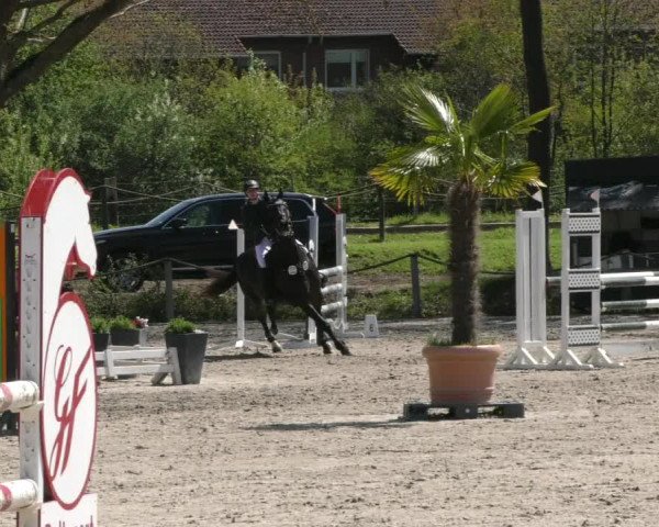 Reitturnier Handorf 2023