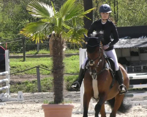 Reitturnier Handorf 2023