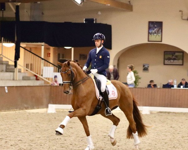 broodmare Wanda 470 (German Sport Horse, 2012, from Don Juan de Hus)