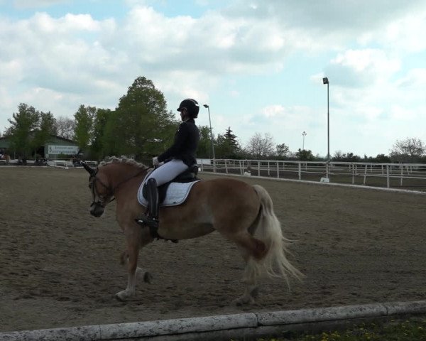 Reitturnier Kottingbrunn 2023