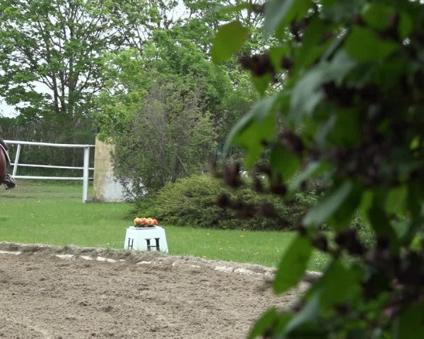 Reitturnier Kottingbrunn 2023