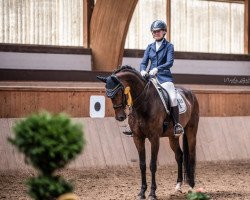 dressage horse Dagio 2 (Westphalian, 2010, from Diamond Hit)