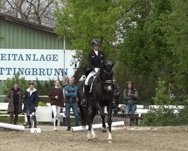 Reitturnier Kottingbrunn 2023