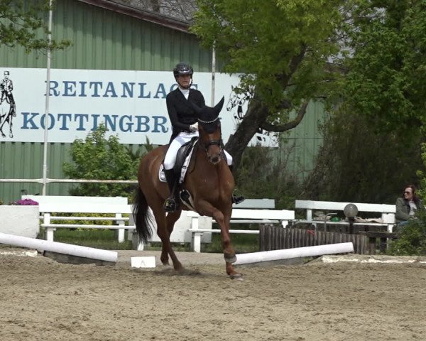 Reitturnier Kottingbrunn 2023