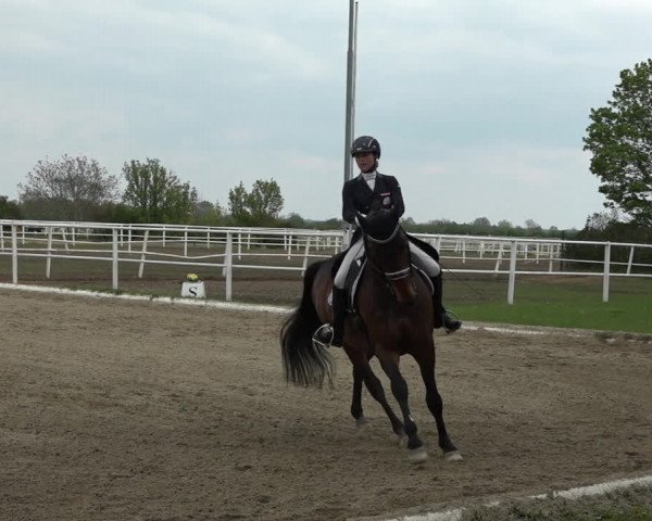 Reitturnier Kottingbrunn 2023
