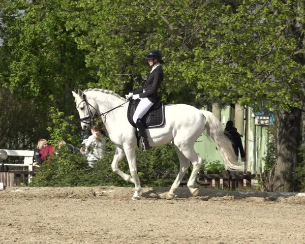 Reitturnier Kottingbrunn 2023