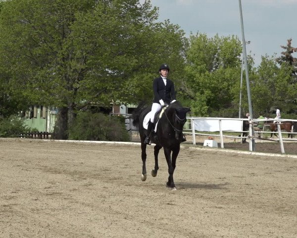 Reitturnier Kottingbrunn 2023
