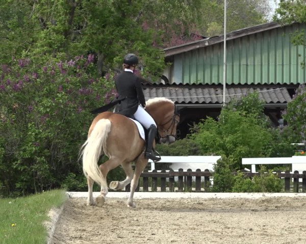 Reitturnier Kottingbrunn 2023