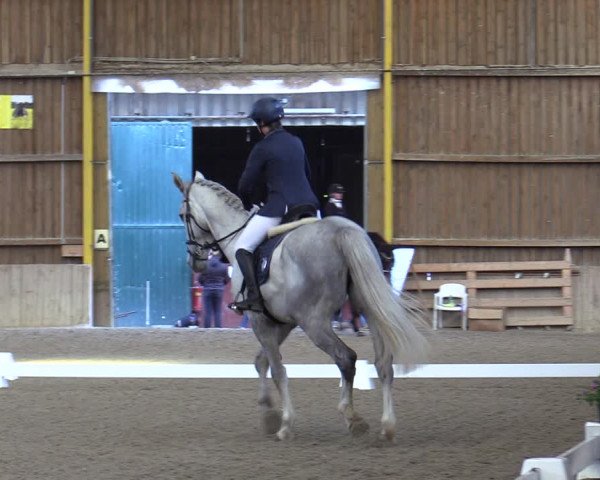 Reitturnier Gross Enzersdorf - Thavonhof 2023
