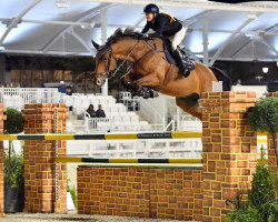 jumper Escobar Ww (Oldenburg show jumper, 2015, from Etoulon VDL)