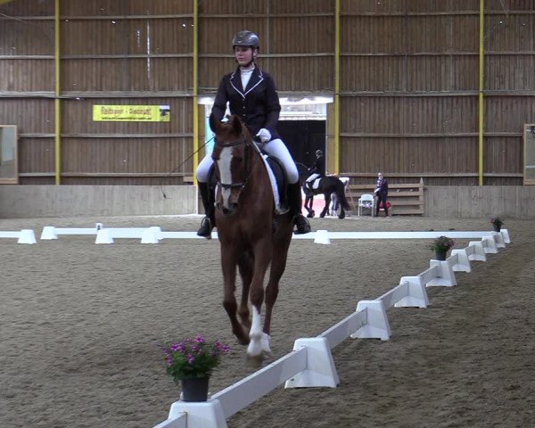 Reitturnier Gross Enzersdorf - Thavonhof 2023
