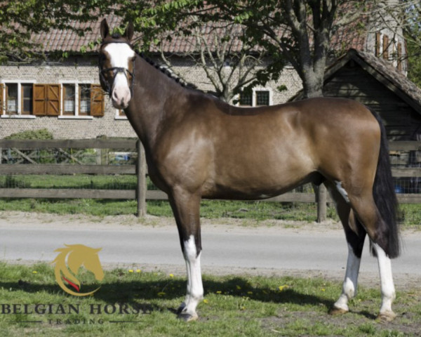 horse Four white socks z (Zangersheide riding horse, 2013, from Franco Z)