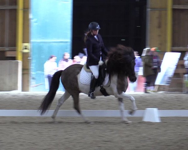 Reitturnier Gross Enzersdorf - Thavonhof 2023
