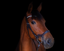 jumper Amazing Soraya V (German Sport Horse, 2017, from Asti Cinzano 8)