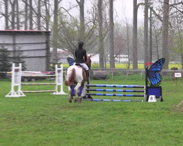 Reitturnier Derenburg 2023