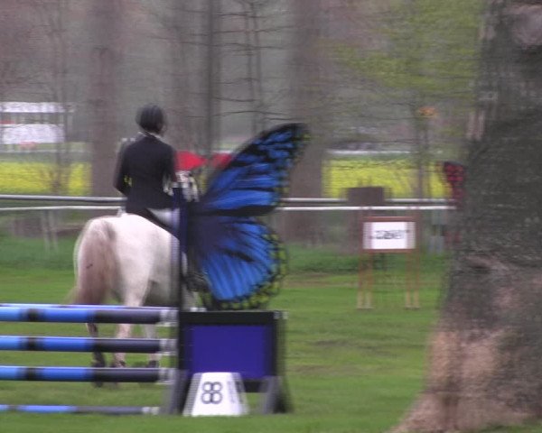 Reitturnier Derenburg 2023