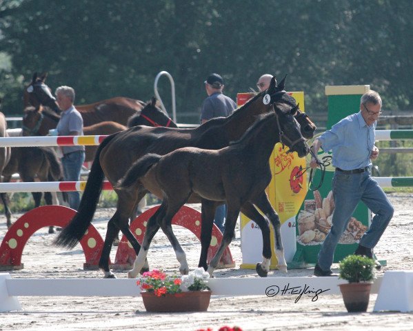 horse Hengst von Casalido / Landor S (Westphalian, 2021, from Casalido)