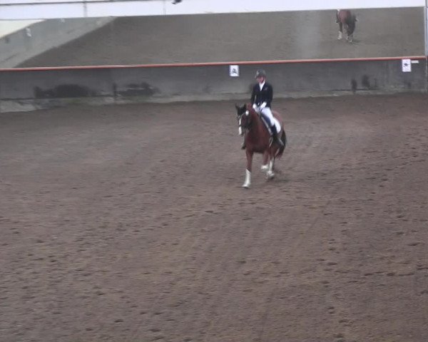 Reitturnier Dallgow 2021