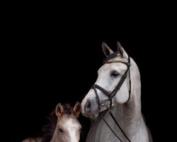 Pferd For the Dykemaster (Holsteiner, 2020, von For Treasure VDL)