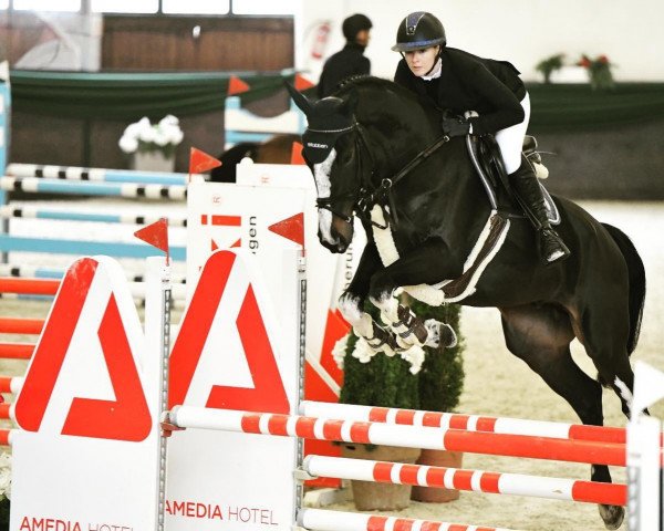 jumper Domiziano Z (Zangersheide riding horse, 2016, from Dominator 2000 Z)
