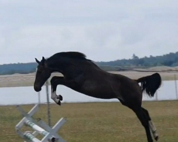stallion Oro D'O Del Zietlitz Z (Zangersheide riding horse, 2019, from Origi D'o)