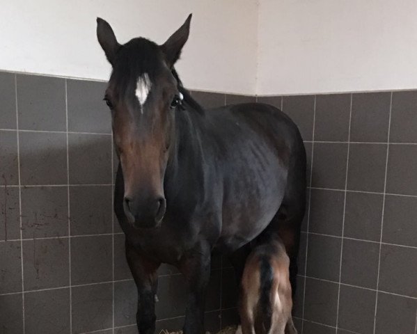 broodmare Eira CS (Westphalian, 2008, from Ehrentanz I)
