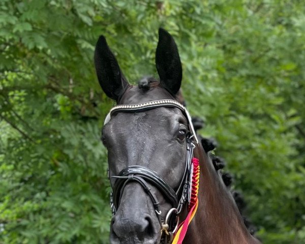 broodmare Cosima M (Oldenburg, 2017, from Fürstenball)
